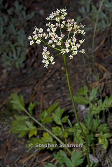 ligusticum grayi 5 graphic